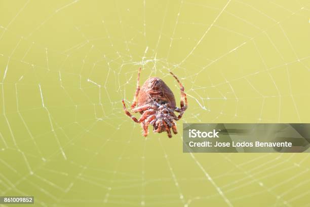 Red Araneae Knitting A Cloth Stock Photo - Download Image Now - Arachnid, Arthropod, Beauty