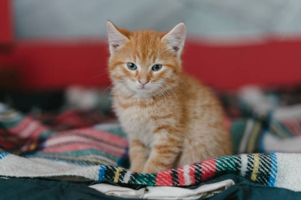 An infant kitten being nursed after being protected.