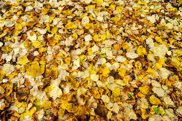 Autumn leafs Background texture stock photo