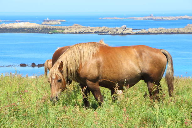 istock Trait Breton horses in a field in Brittany 861012620
