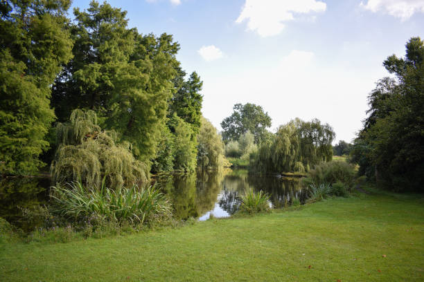 muhteşem manzarasıyla Vondelpark manzara, yeşil, güzellik, doğa, Avrupa, Hollanda çim stock pictures, royalty-free photos & images