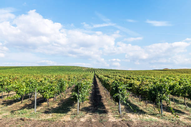 istock Grape fields in the farmland of Bulgaria 861015538