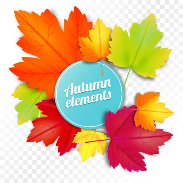 白と透明の背景に紅葉した葉のセットです。ベクトル イラスト テンプレート - autumn leaf frame decoration点のイラスト素材／クリップアート素材／マンガ素材／アイコン素材