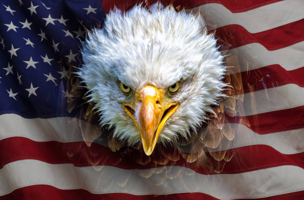 An angry north american bald eagle on american flag