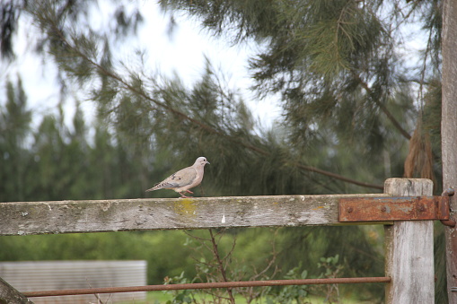 Boat-billed flycatcher on a fence.