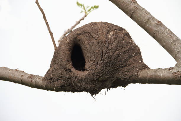 istock nest of baker on green and bare branches 861020594
