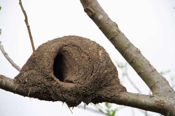 istock nest of baker on green and bare branches 861022242