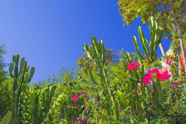 istock Cactuses and flowers in a park - Antalya, Turkey 861022944