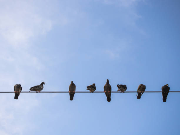 istock pigeons on the wire and blue sky 861023448