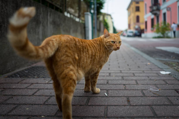 istock street cat in Sirmione 861026400
