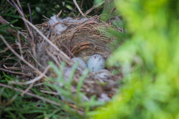 ovos de pássaros de bebê comum pintarroxo (carduelis cannabina) deitado no ninho em thuja. - birdhouse birds nest animal nest house - fotografias e filmes do acervo