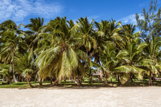 Palm grove on the beach