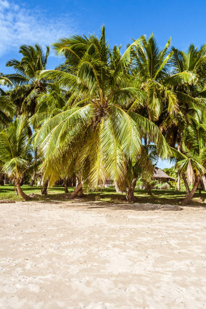 istock Palm grove on the beach 861034406