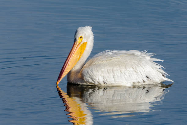 istock American White Pelican Floating on a Blue Lake 861043654