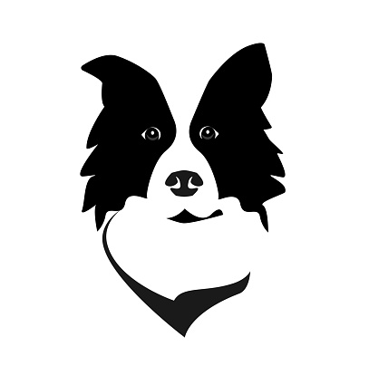 Border Collie head icon vector. Dog face simple design.