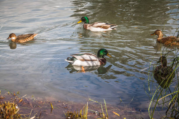 istock wildlife in Champagne countryside 861044592