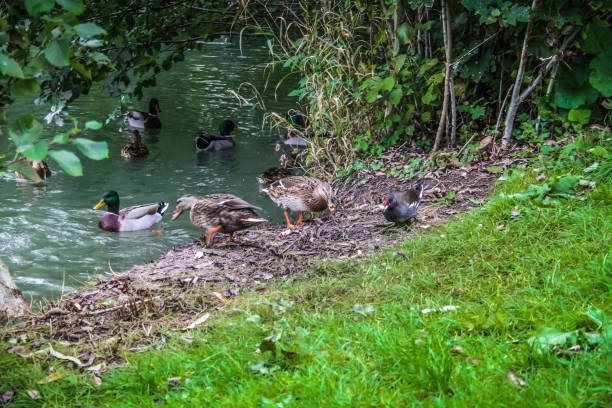 istock wildlife in Champagne countryside 861046898