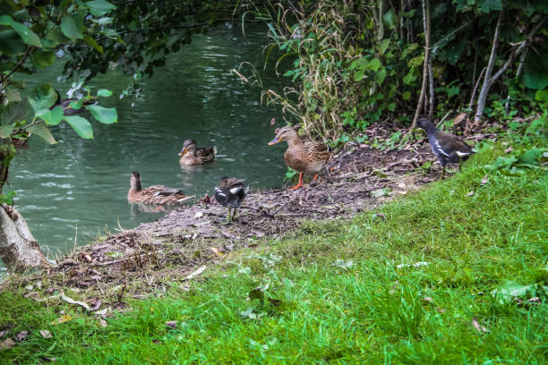istock wildlife in Champagne countryside 861046920