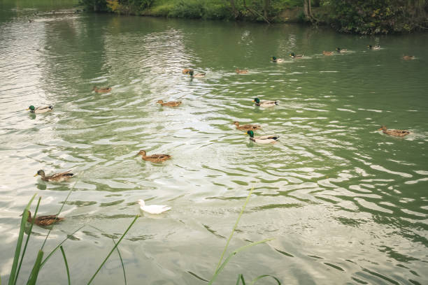 istock wildlife in Champagne countryside 861046966