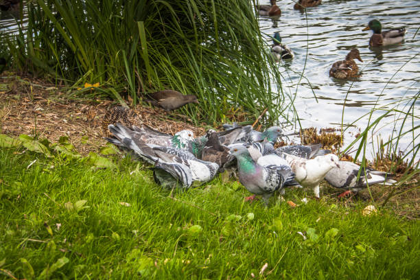 ducks and birds around the pond in Champagne countryside