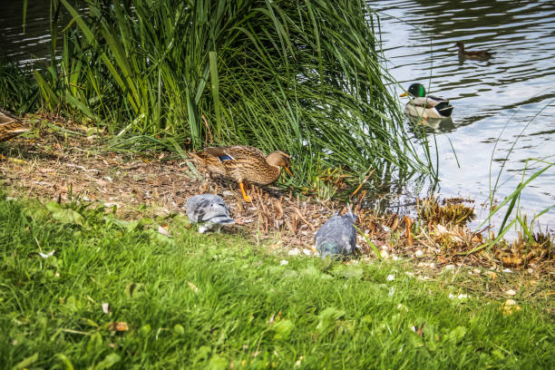 istock wildlife in Champagne countryside 861047338