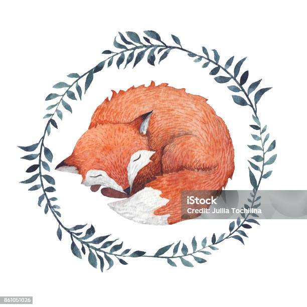 Sleeping Fox Stock Illustration - Download Image Now - Watercolor Painting, Fox, Animal