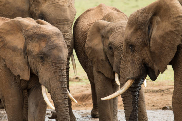 istock A Gathering of Elephants 861053704