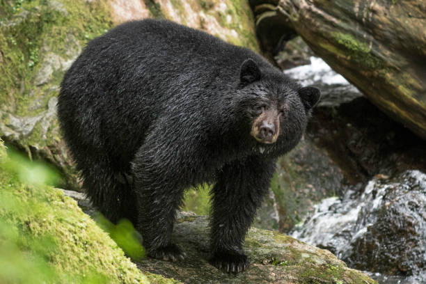 istock American Black Bear in the wild 861054074