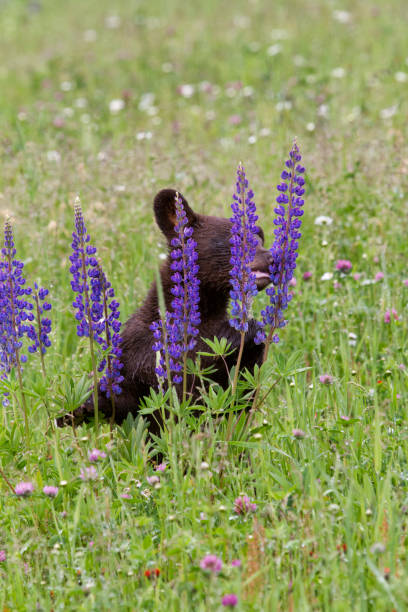 istock Black bear cub playing in purple wildflowers 861054884
