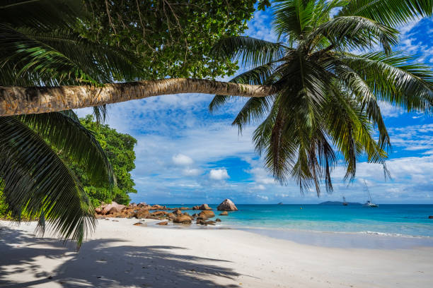 istock paradise beach on the seychelles 23 861054926