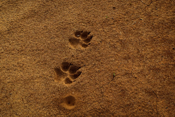 dingo-spuren in den wüstengebieten zentralaustraliens - dingo stock-fotos und bilder