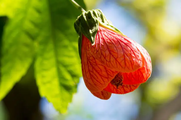 Single Abutilon Pictum aka Red Vein Indian Mallow, Chinese Lantern flower growing in it's natural garden setting, with it's own foliage as the back drop.