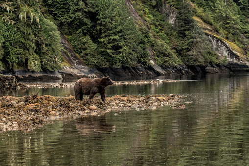 Grizzly bear is out for a long exploration walk and has just swam across the river. He is taking a fairly straight path and the river meanders, so he will have to cross again. This was summer in Lamar Valley in Yellowstone National Park just west of the confluence of two rivers into one. To the east is Cooke City, Montana.