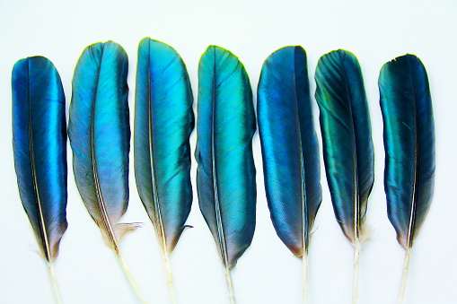 Seven blue feathers of a blank Brazilian bird.