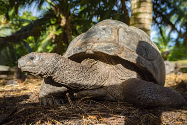 istock Portrait of a giant tortoise 3 861071646