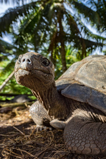 istock Portrait of a giant tortoise 5 861071780