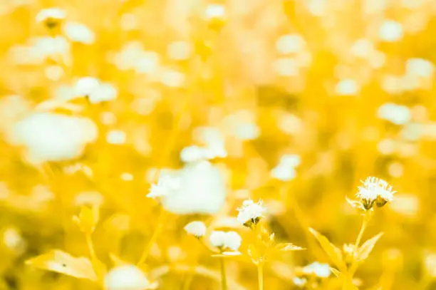 soft  focus grassflower background filter effect