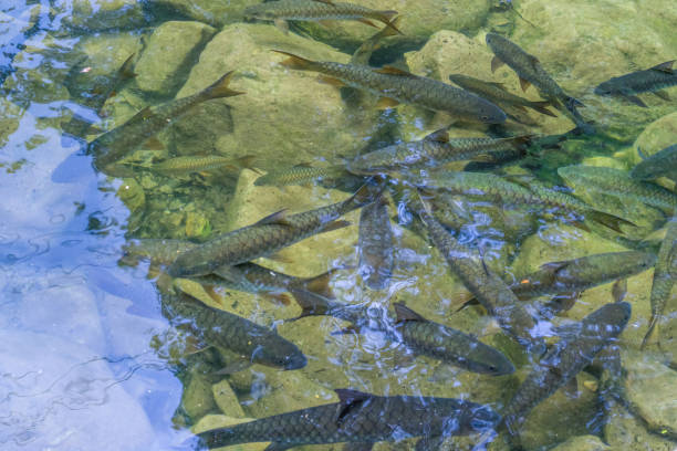 istock A lot of fish in the river 861079958