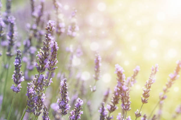 istock LAVENDER  FLOWER IN SUMMER TIME WITH BEAUTIFUL BOKEH LIGHT 861080342