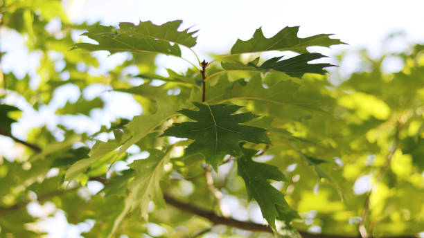 istock There were lots of acorns under the oak tree. 861080804