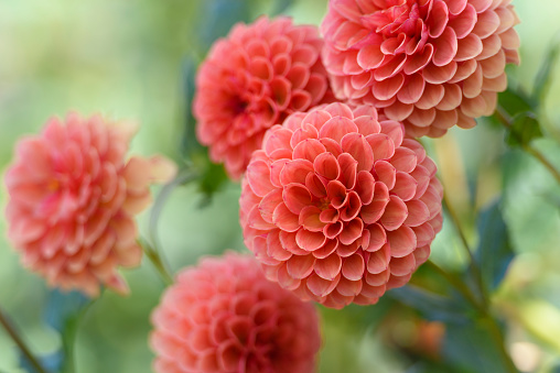 The petals of a beautiful dahlia flower and two unopened buds in a Cape Cod garden.