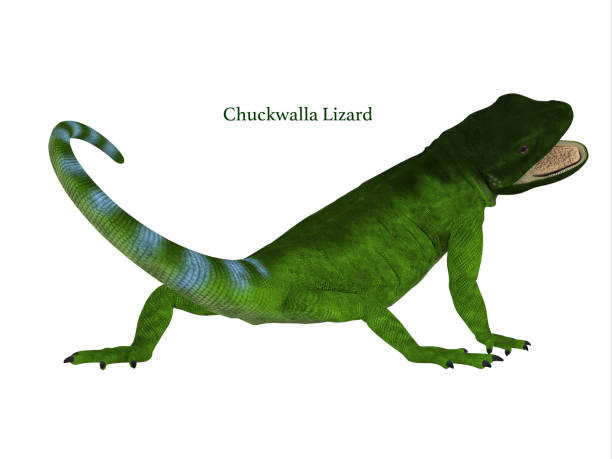 Chuckwalla Lizard Tail The Chuckwalla is a large lizard found primarily in arid regions of the southern United States and northern Mexico. sauromalus ater stock pictures, royalty-free photos & images