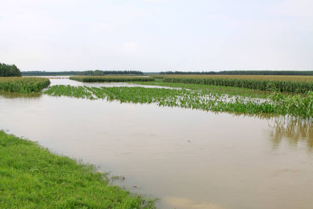 istock Corn planting in the flood waters on August 2, 2012, Luannan, Hebei, China 861083454