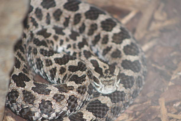 istock Rattlesnake Portrait Shots 861086380