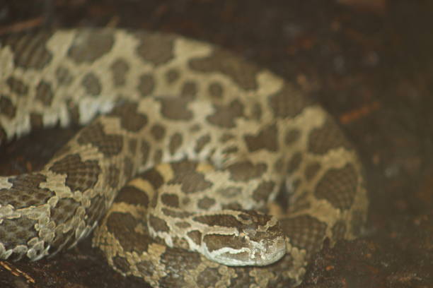 istock Rattlesnake Portrait Shots 861086386