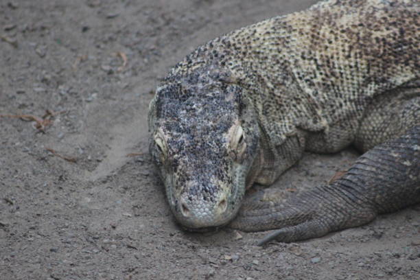 istock Komodo Dragon Portrait Shots 861086714
