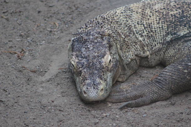 istock Komodo Dragon Portrait Shots 861086716