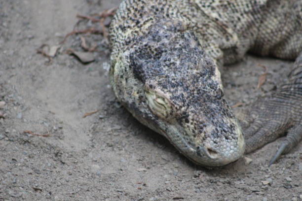 istock Komodo Dragon Portrait Shots 861086728