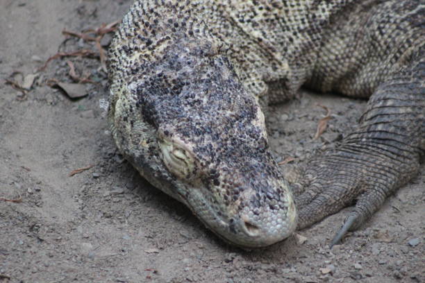istock Komodo Dragon Portrait Shots 861086732