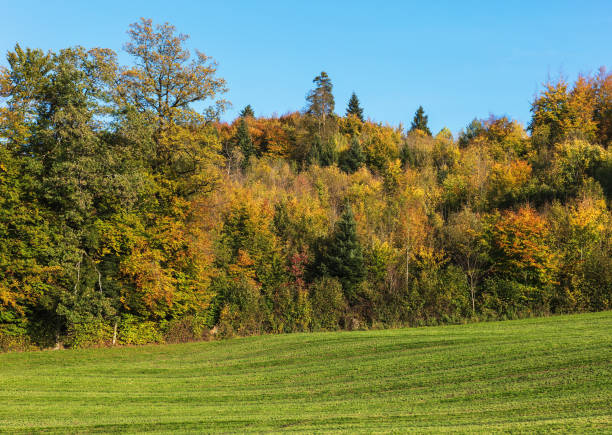 Countryside view in Switzerland in autumn. The picture was taken in the beginning of October, near the village of Ringlikon located on Mt. Uetliberg in the Swiss canton of Zurich.